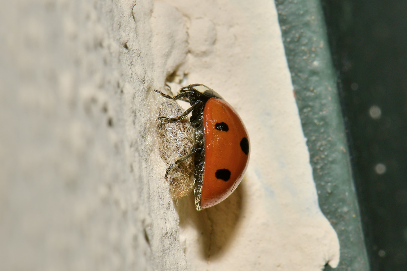 Chioccinella... septempunctata